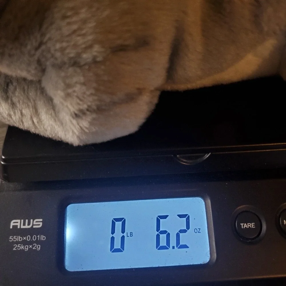 EUC - Harley Davidson Grey Stripped Tabby Cat Kitty Plush‎ Gray Stuffed Animal